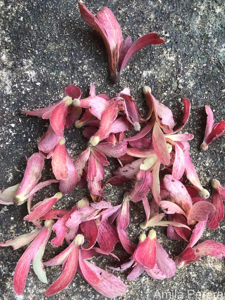 Shorea oblongifolia Thwaites
